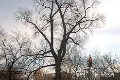 The Hanging Tree in Washington Square Park
